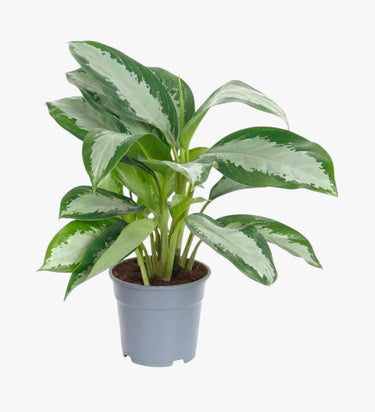 Aglaonema Pattaya